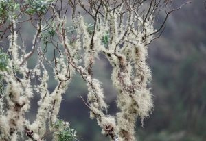 Scopri di più sull'articolo L’usnea: caratteristiche e proprietà del lichene chiamato “Barba di bosco”