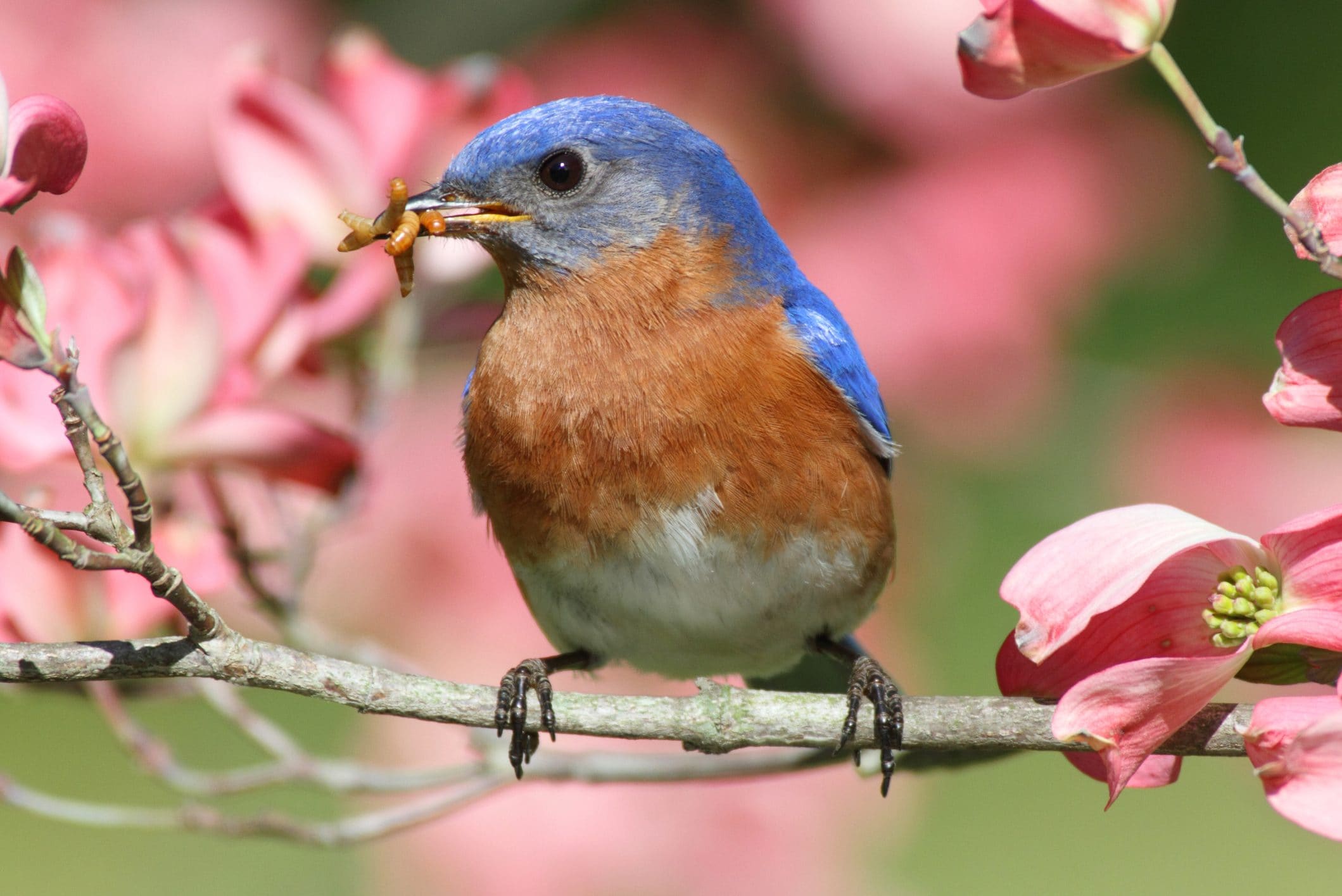 Scopri di più sull'articolo Le tragiche conseguenze di un fiore che sboccia in anticipo a causa della crisi climatica: come cambia l’ecosistema?