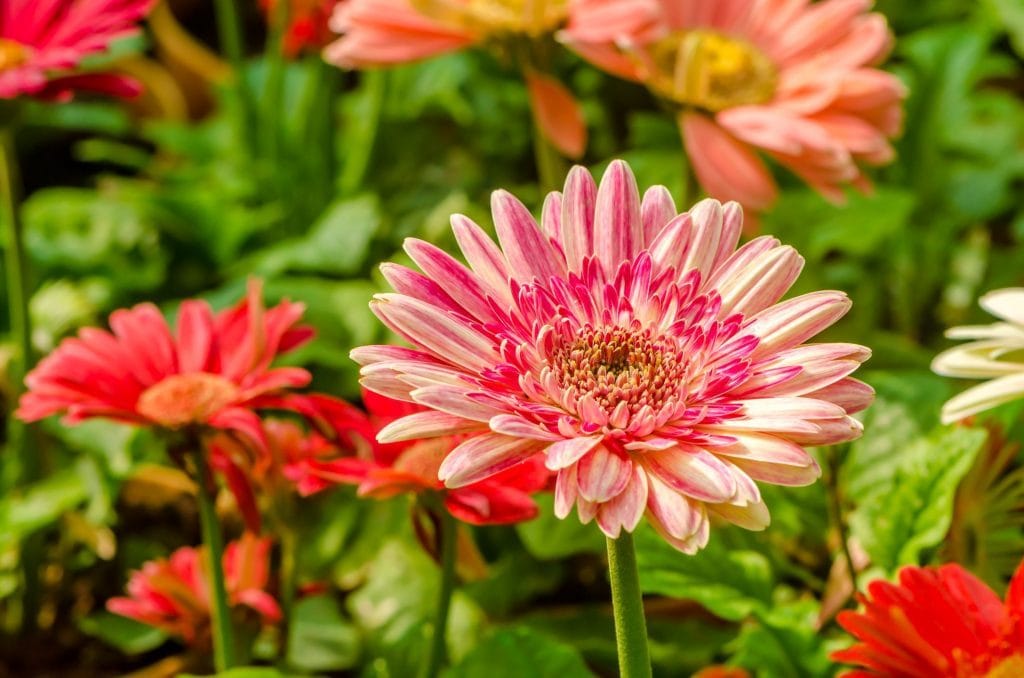 Scopri di più sull'articolo Quante volte innaffiare la gerbera a settimana: i consigli utili per curarla in casa