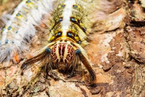 Scopri di più sull'articolo Come eliminare la processionaria dal tuo giardino: chi devi chiamare per rimuovere il nido