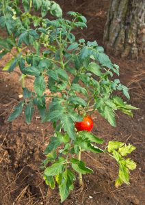 Scopri di più sull'articolo Come si coltiva il pomodoro Siccagno senz’acqua: preparazione del terreno e cura