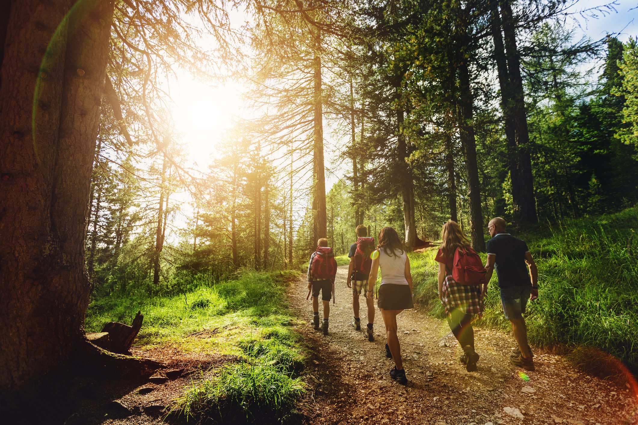 Scopri di più sull'articolo Quanti alberi servono per far respirare aria pulita a ogni persona e compensare la sua CO2