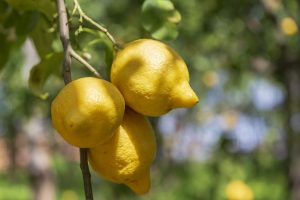 Scopri di più sull'articolo Come far germogliare il limone e quali sono i vantaggi: tecniche e metodi semplici per farlo in casa