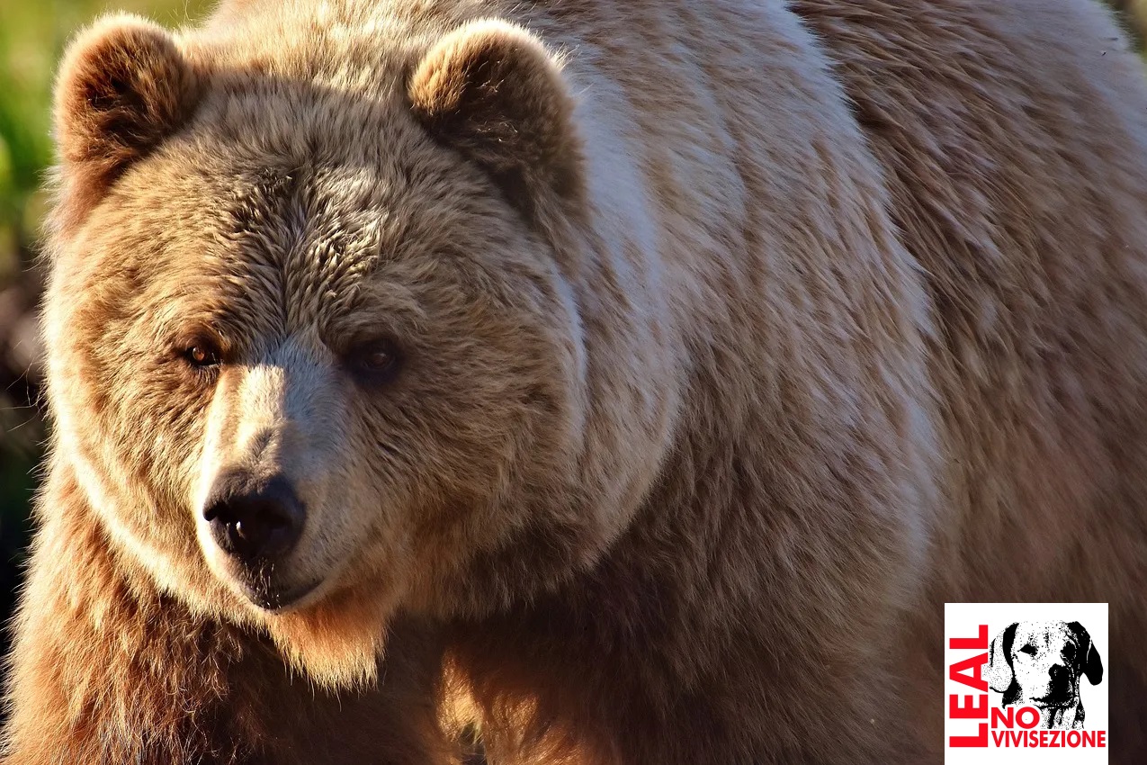 Scopri di più sull'articolo Leal: l’orso M90 abbattuto senza valide ragioni di sicurezza pubblica. Il parere dell’Ispra