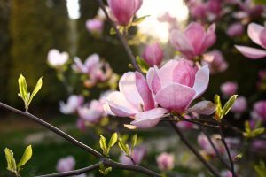 Scopri di più sull'articolo Fioritura delle magnolie 2024: dove vederla e quando finisce