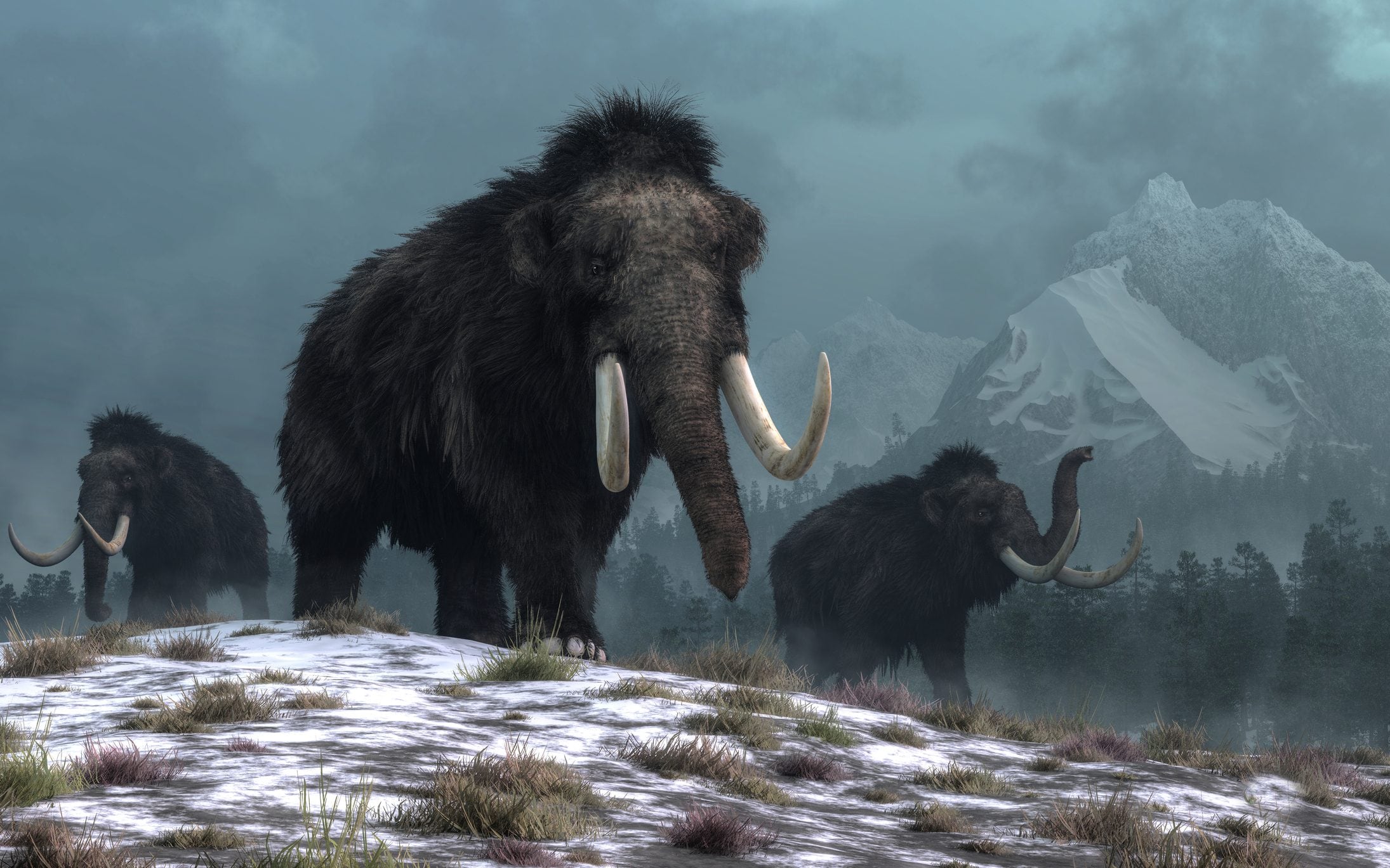 Scopri di più sull'articolo Il mammut lanoso potrebbe tornare a vivere: le cellule staminali aprono nuove possibilità contro l’estinzione?