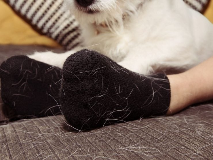 Scopri di più sull'articolo Come eliminare i peli di gatti e cani dal bucato