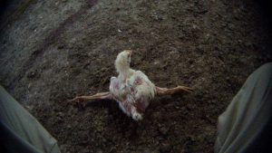 Scopri di più sull'articolo Pulcinotti feriti e agonizzanti, la nuova inchiesta di Essere Animali svela il lato oscuro di KFC