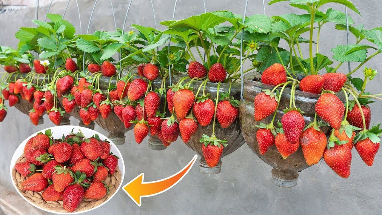 Scopri di più sull'articolo Come prendersi cura delle fragole in vaso