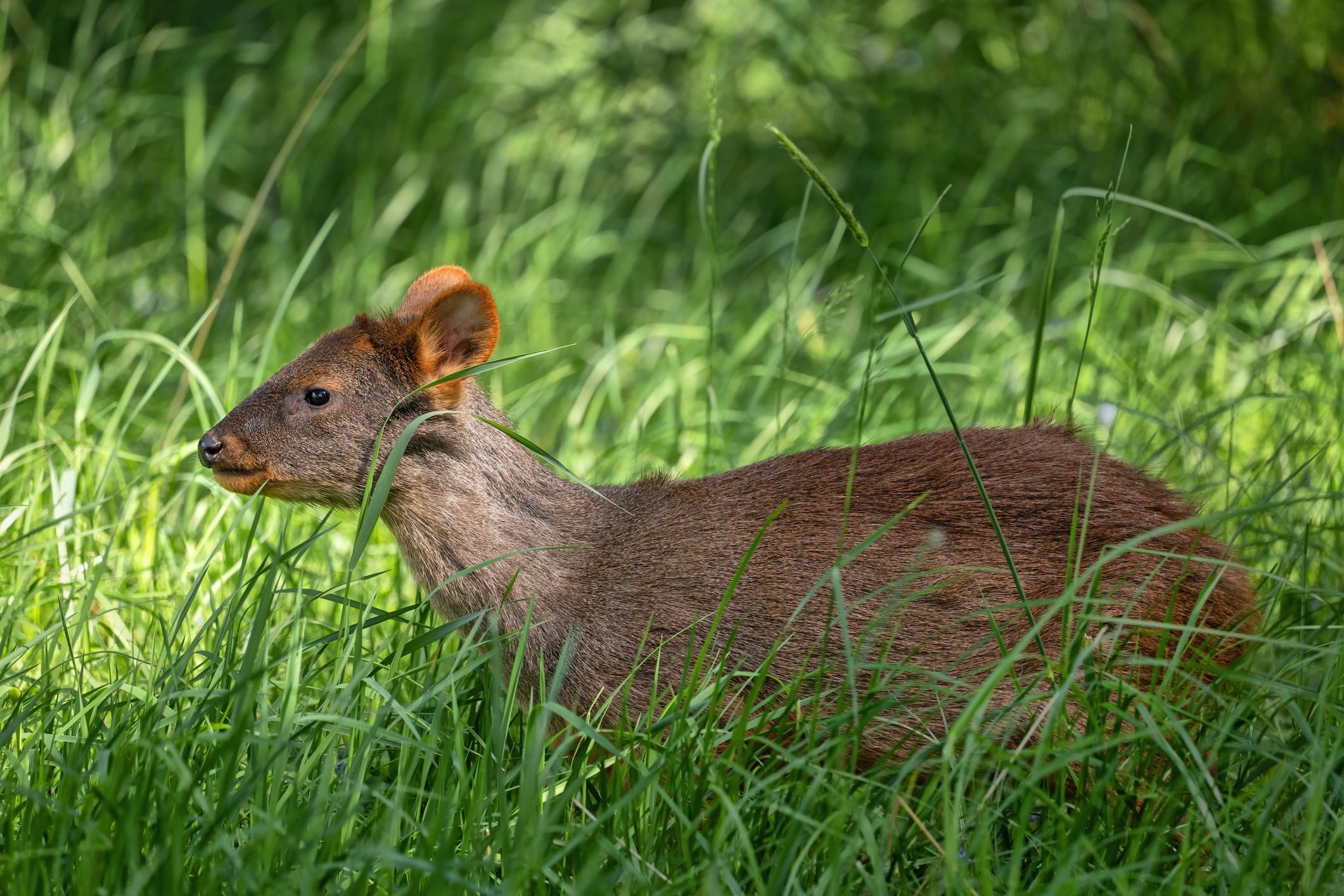 Scopri di più sull'articolo In Perù è stata scoperta nuova specie di cervo nano: il pudú dello Yunga ripopola la sua biodiversità