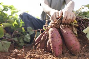 Scopri di più sull'articolo Come far germogliare le patate in acqua e in terra: tecniche e metodi di coltivazione