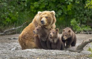 Scopri di più sull'articolo Trentino, Fugatti approva la legge per abbattere otto orsi all’anno
