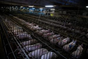 Scopri di più sull'articolo Buone notizie dagli allevamenti intensivi: uno dei principali produttori italiani di carne di maiale ha deciso di abbandonare le gabbie