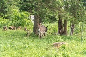 Scopri di più sull'articolo Cos’è la Silvopastorizia e perché la gestione olistica del territorio può aiutarci a salvare le nostre foreste dal Climate Change