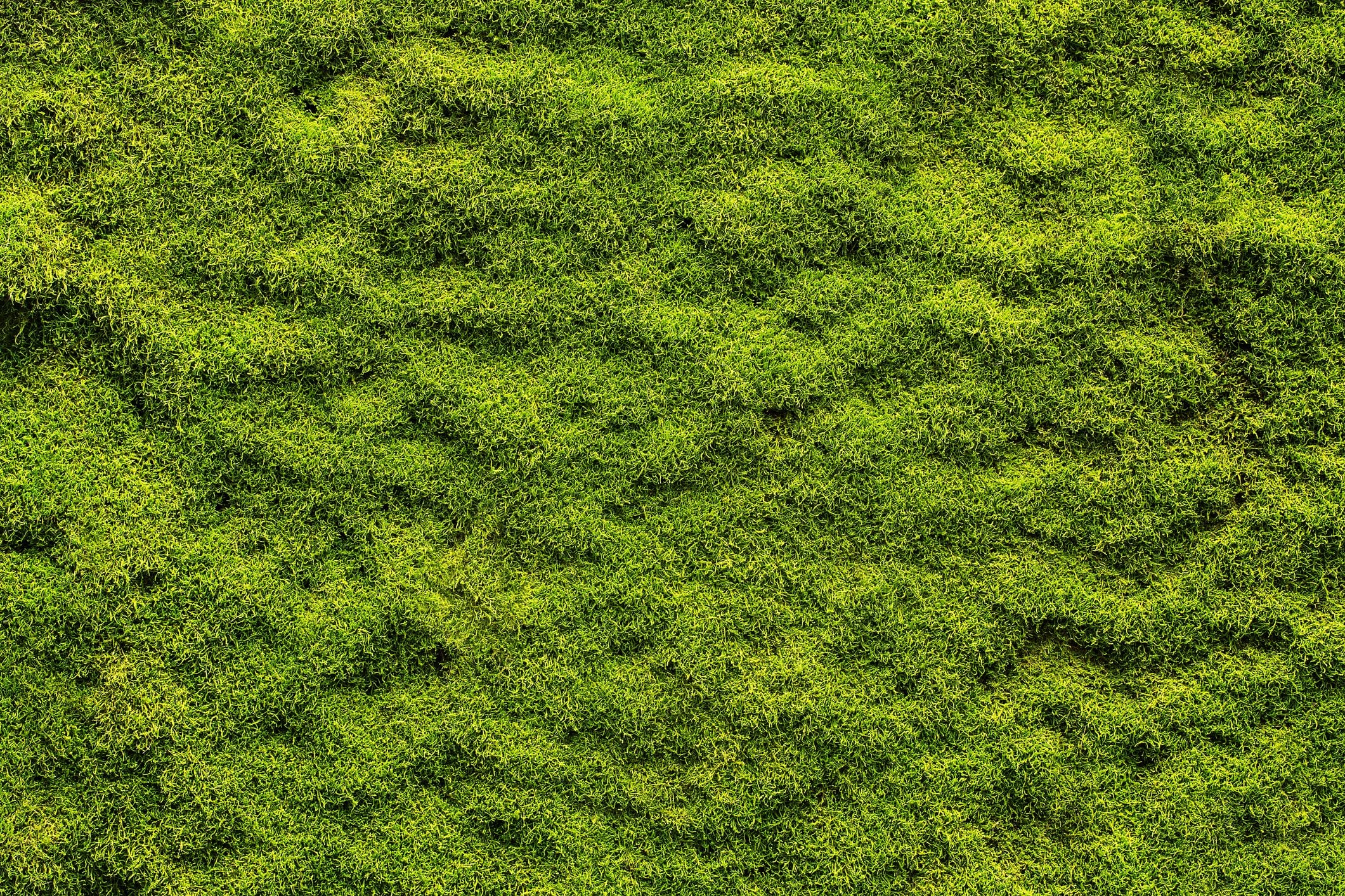 Scopri di più sull'articolo Tappeto fai da te per portare un pezzo di natura in casa: crealo in pochi passaggi!