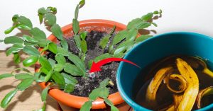 Scopri di più sull'articolo Fertilizzanti naturali fai da te per le piante: quali sono e come farli