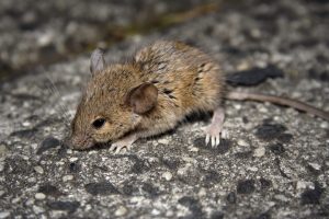 Scopri di più sull'articolo Due nuove specie di topi delicati scoperti in Australia: la biodiversità nascosta è ancora sotto i nostri occhi, per fortuna