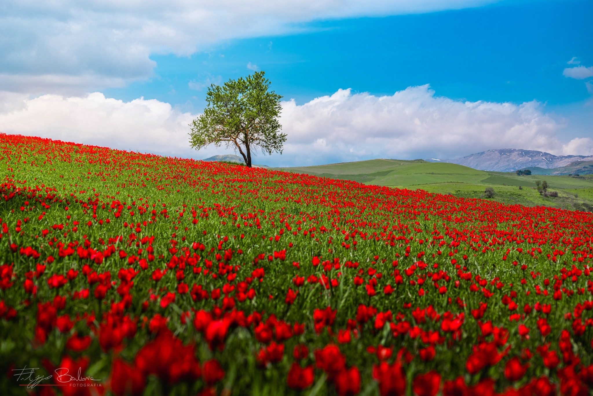 Scopri di più sull'articolo La primavera negata in Sicilia: la “piccola Olanda” delle Madonie è irraggiungibile