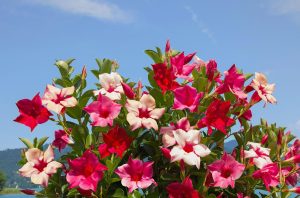 Scopri di più sull'articolo Le 7 piante estive resistenti al sole che devi avere sul tuo balcone