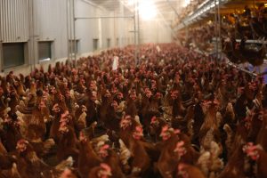 Scopri di più sull'articolo Il più grande produttore di uova abbatte 2 milioni di galline per l’aviaria: cosa succede ai prodotti che erano già stati venduti?