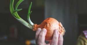 Scopri di più sull'articolo Quando puoi mangiare le cipolle germogliate e quando invece piantarle