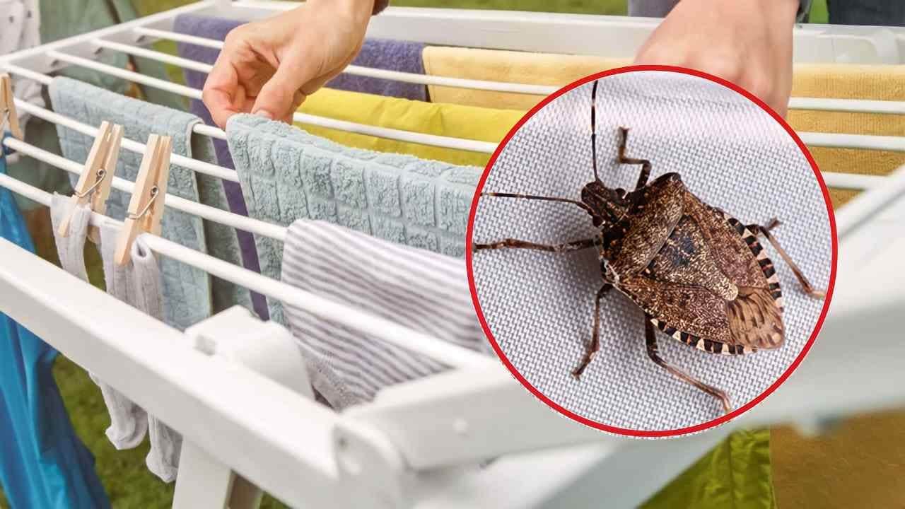 Scopri di più sull'articolo Come fare una trappola per cimici con due bottiglie: il tutorial