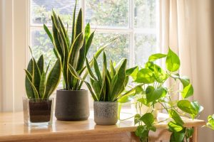 Scopri di più sull'articolo 5 piante che purificano l’aria in casa: dal pothos all’aloe, tutti i benefici di queste varietà