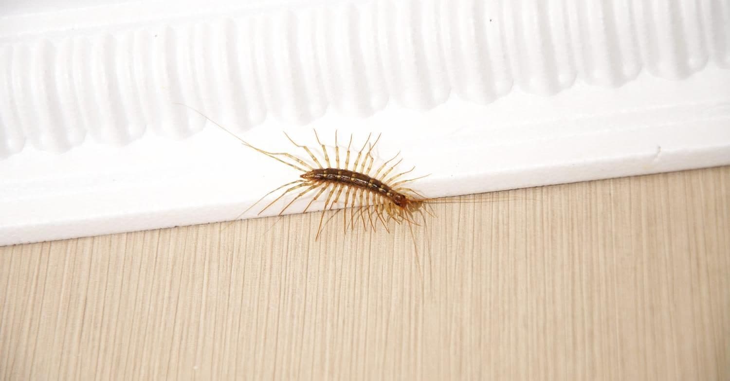 Scopri di più sull'articolo Cos’è la scutigera e perché se la trovi in casa non devi ucciderla