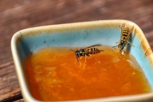 Scopri di più sull'articolo 16 piante per tenere lontane api, vespe e zanzare da casa tua