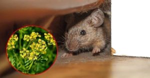 Scopri di più sull'articolo 5 piante per allontanare i topi da casa e giardino in modo naturale
