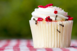 Scopri di più sull'articolo 6 rimedi naturali per tenere lontane le formiche durante i pic nic