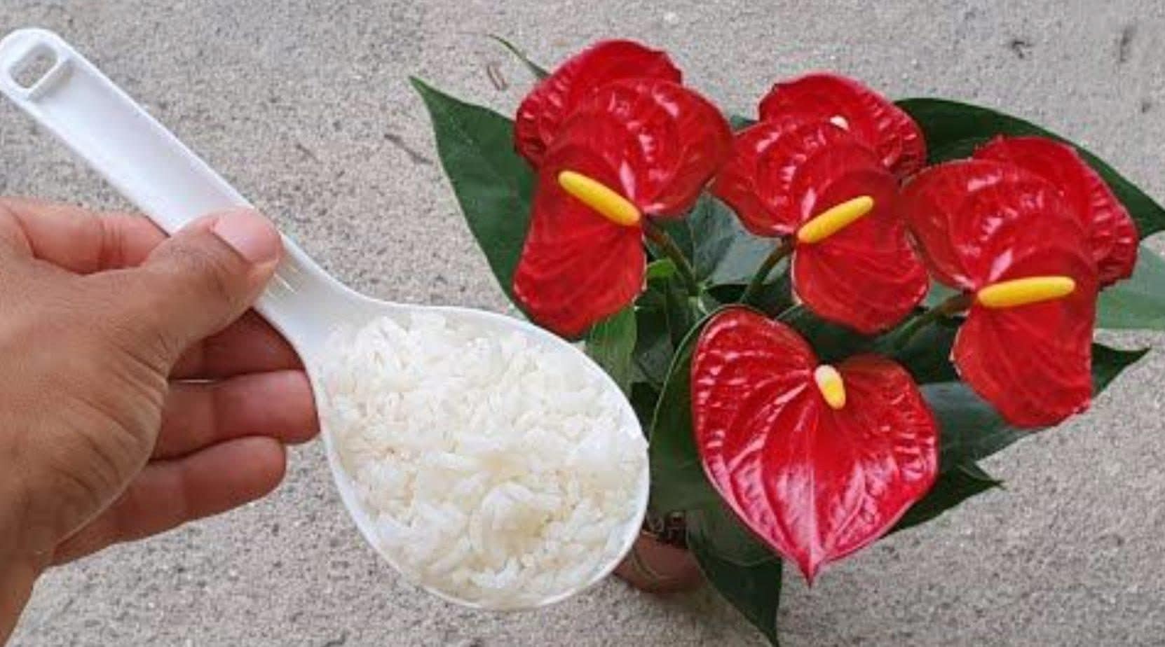Scopri di più sull'articolo Perché non devi buttare l’acqua di cottura della pasta: 8 modi per riutilizzarla