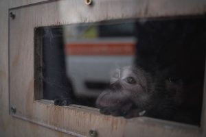 Scopri di più sull'articolo Cani e scimmie rinchiusi in laboratori tra maltrattamenti e uccisioni, la nuova inchiesta LAV