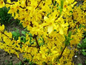 Scopri di più sull'articolo Come proteggere la forsizia da malattie e parassiti: la pianta di primavera dai fiori gialli