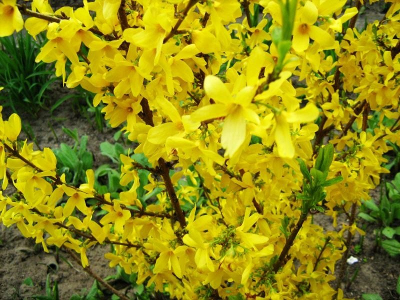 Scopri di più sull'articolo Come proteggere la forsizia da malattie e parassiti: la pianta di primavera dai fiori gialli