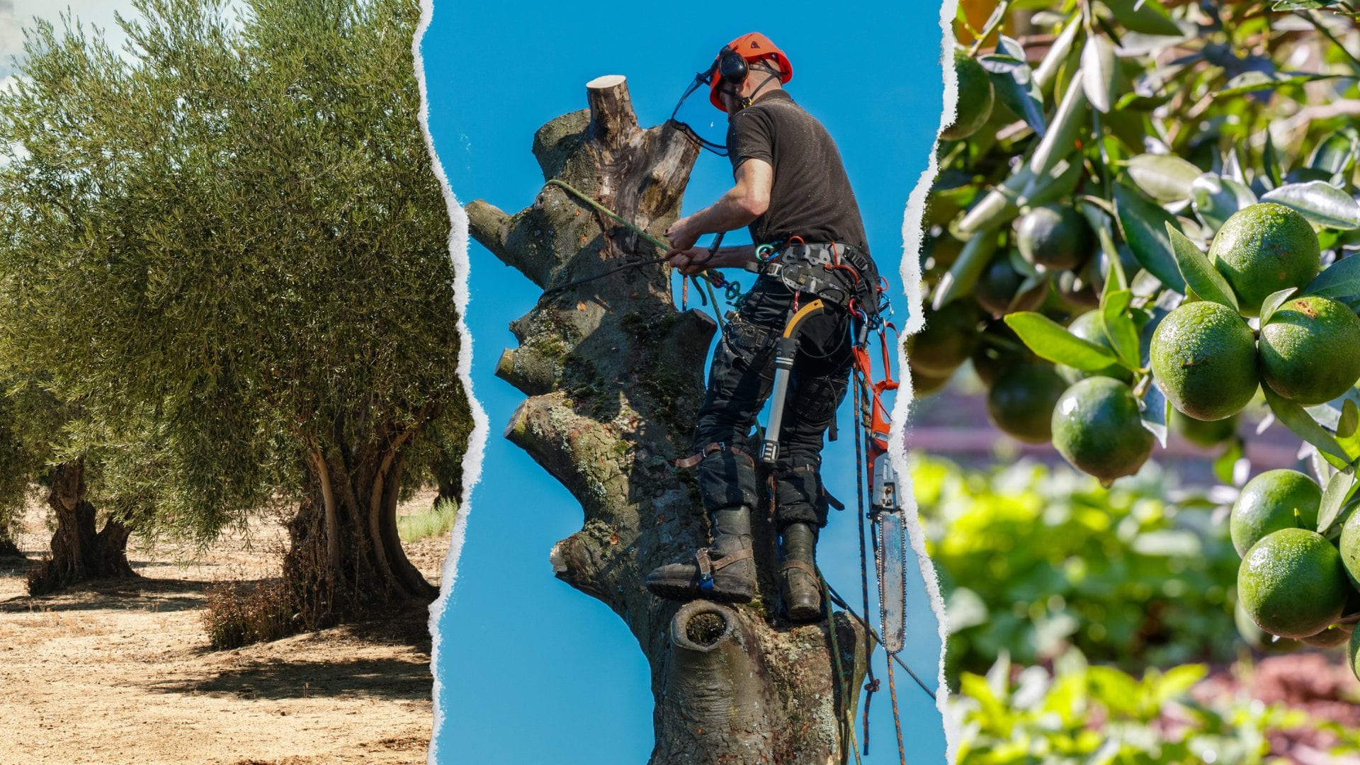 Scopri di più sull'articolo Dagli Ulivi all’Avocado, i due metodi sostenibili per riutilizzare gli scarti della potatura