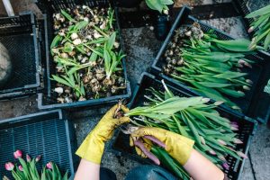 Scopri di più sull'articolo Quali piante potare ad aprile: i consigli per tagliarle correttamente