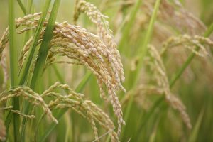 Scopri di più sull'articolo Come funziona la prima sperimentazione italiana dei nuovi ”Ogm” sul riso e in quale Regione verrà fatta