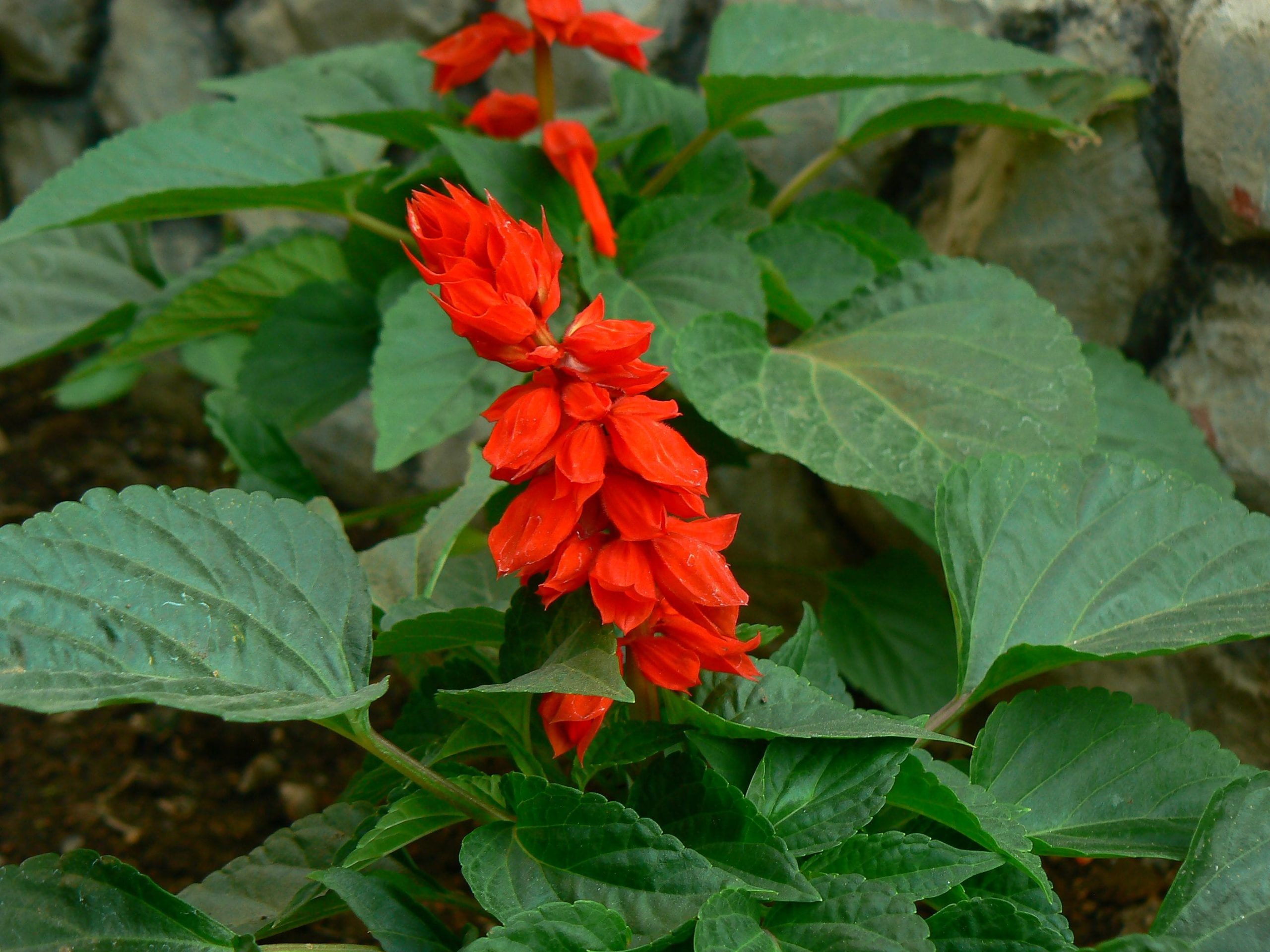 Scopri di più sull'articolo Come si coltiva la salvia splendens: la pianta-aiuola perenne originaria del Brasile