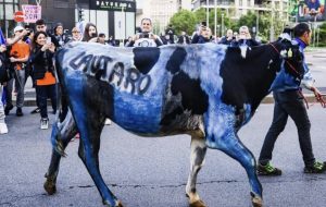 Scopri di più sull'articolo Durissimo il commento della Lav contro la mucca colorata per la festa dello scudetto dell’Inter a Milano: “Con i Carabinieri presenteremo una denuncia”