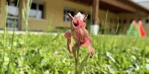 Scopri di più sull'articolo Camaiore, scoperta un’orchidea rara nel giardino di una scuola, il preside Rolle: “Ora i ragazzi studieranno come proteggerla”