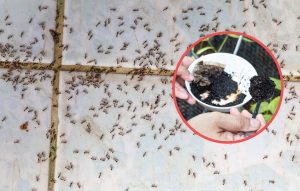 Scopri di più sull'articolo Come eliminare le formiche: i 6 rimedi naturali per evitare l’invasione