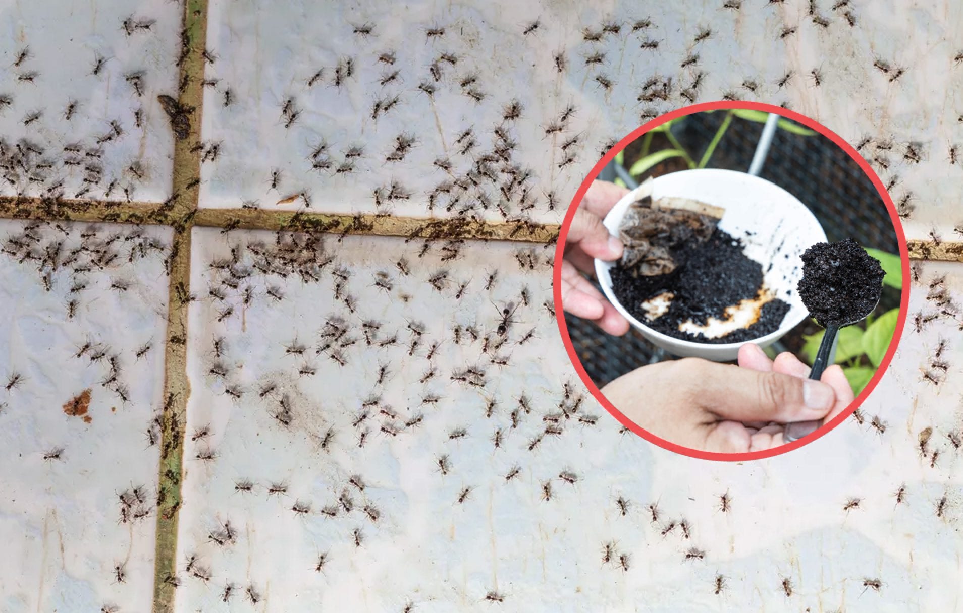 Scopri di più sull'articolo Come eliminare le formiche: i 6 rimedi naturali per evitare l’invasione