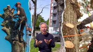 Scopri di più sull'articolo Giovanni Storti contro il Comune di Milano per la potatura scellerata degli alberi in città: i danni commessi dalla capitozzatura