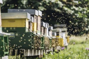Scopri di più sull'articolo Le api stanno ripopolando l’America, ma la crisi climatica non sarà fermata da loro