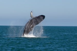 Scopri di più sull'articolo Avvistata una rara specie di balena a rischio estinzione nel Mediterraneo (e ora hanno anche personalità giuridica)