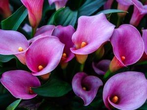 Scopri di più sull'articolo Il significato della calla, un fiore così bello da sembrare quasi divino