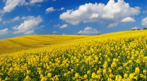 Scopri di più sull'articolo Hai visto dei fiori gialli nei campi ad aprile? Cosa sono e perché vengono coltivati