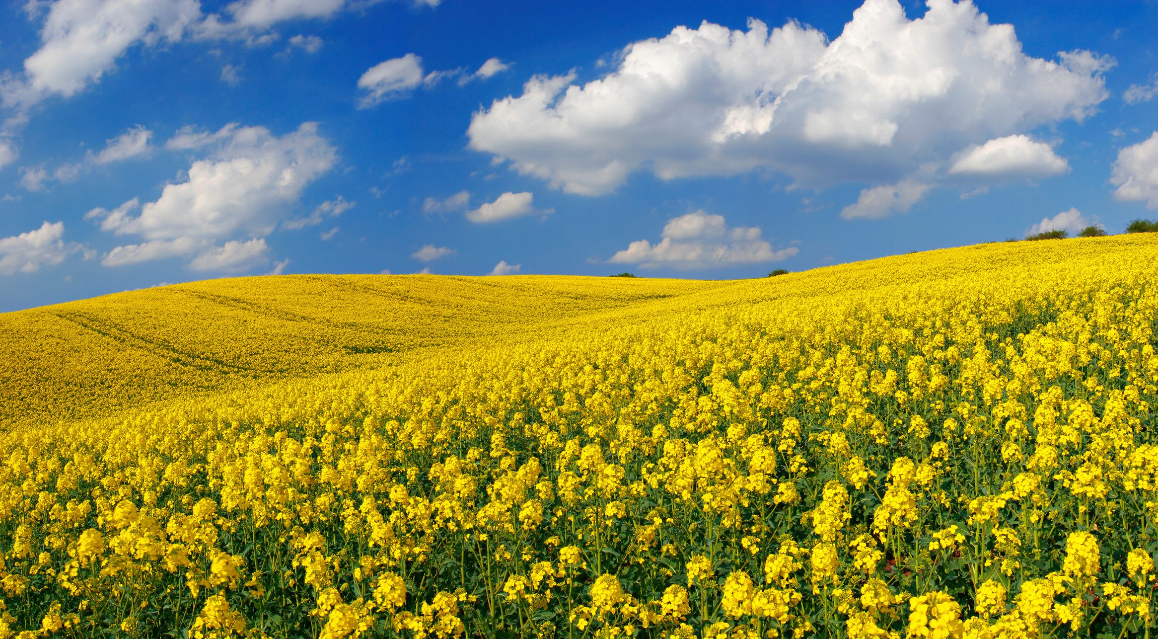Scopri di più sull'articolo Hai visto dei fiori gialli nei campi ad aprile? Cosa sono e perché vengono coltivati