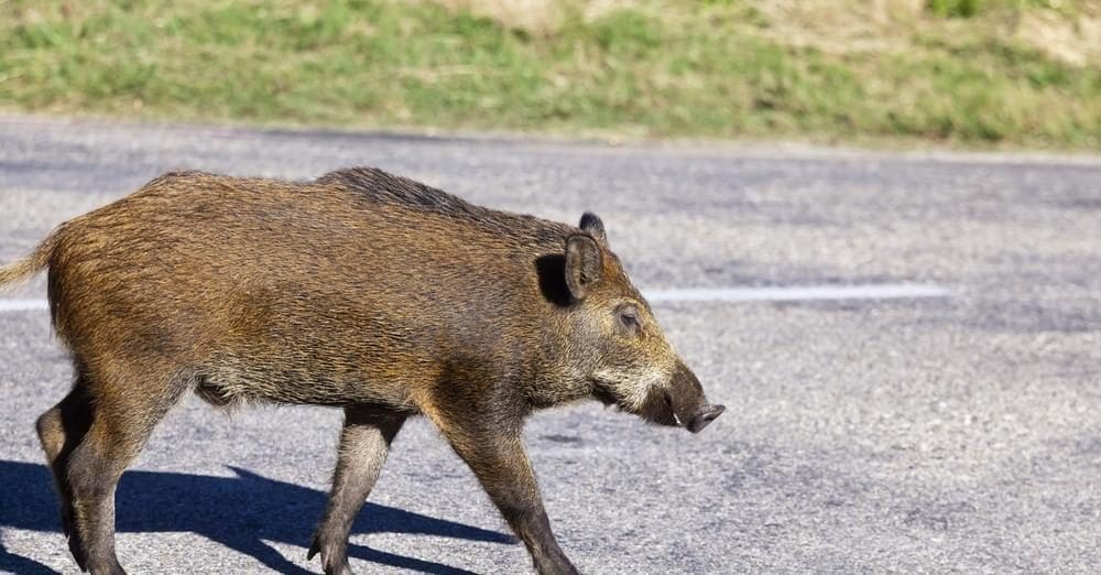 Scopri di più sull'articolo Cosa fare se incontri un cinghiale: le regole per non mettere in pericolo né te né lui